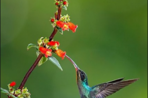 2020內(nèi)蒙古世紀口腔醫(yī)院整形價格表(價目表)全新發(fā)布