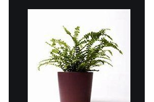 2020深圳希瑪林順潮眼科醫(yī)院整形價格表(價目表)全新發(fā)布