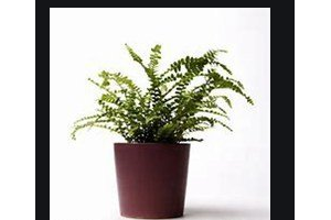 2020懷化雅貝康口腔門診部整形價格表(價目表)全新發(fā)布